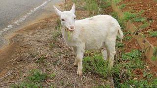 子ヤギがいっぱい