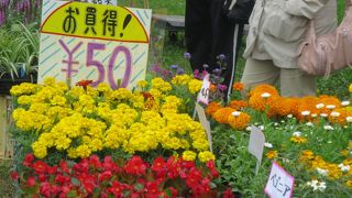 恵庭 花とくらし展