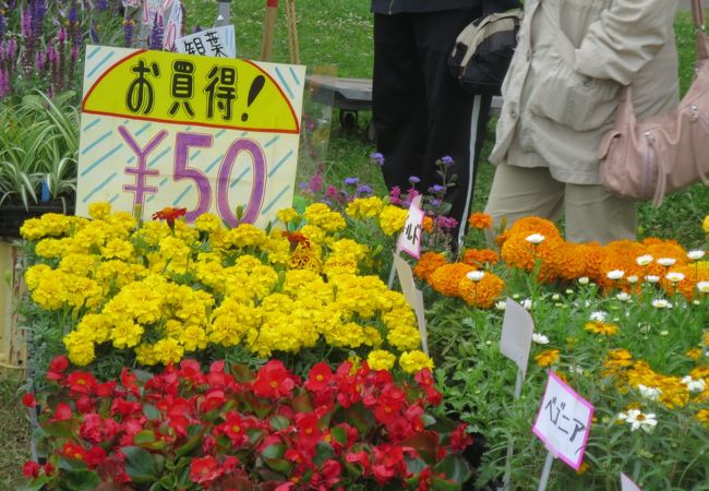 恵庭 花とくらし展