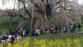 菜の花とのコントラストがきれい