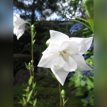 八重の桔梗って初めてみました