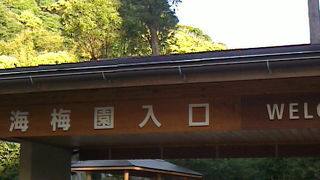 緑にあふれる梅園