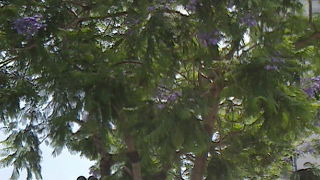 南半球の紫のお花見を熱海で。