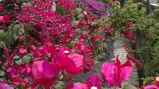 糸川桜まつり以外でもお花がいっぱい。