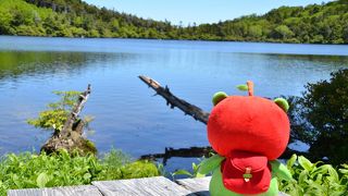 苔が沢山♪苔の宝庫です☆