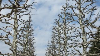 四季を楽しめる庭園