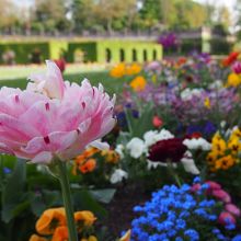 庭園に植えられた色とりどりの花々