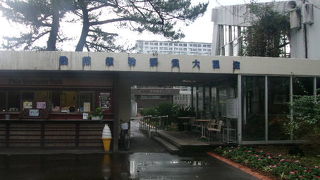 トロピカルな風情がワイルドに楽しめます