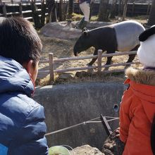 マレーバクもいます