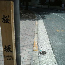 今でも桜並木が残っています。