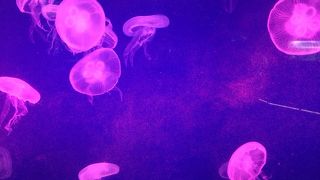 アンダーウォーターワールド