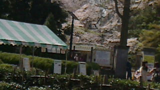 桜の季節はすばらしかったです。。。