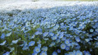 ネモフィラシーズンの週末は大混雑