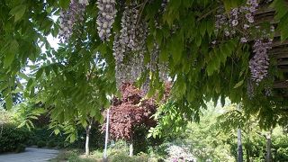 苑西公園でございます