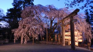 夜桜見物の穴場！