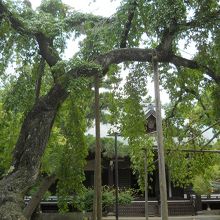 桜の後ろに本堂