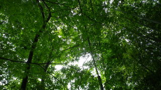 青紅葉も良かったですよ。