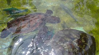 ウミガメ・サメに餌があげられます