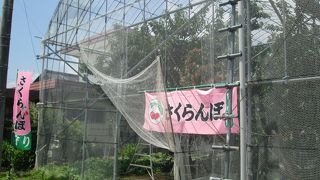 正和園さん　すっぱかった・・・