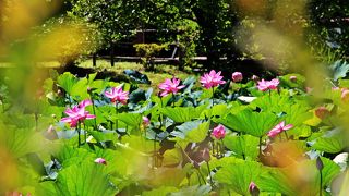 7月は古代蓮が見頃を迎えています【浦和暮らしの博物館　民家園】