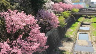 桜が美しいです