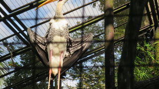 日本ではなかなか見られない動物がいっぱい！