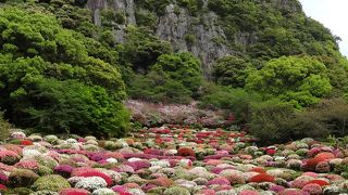 事前に開花情報をチェック！！