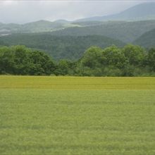 緑色が基本ですかね