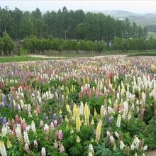 普段見かけないような花も