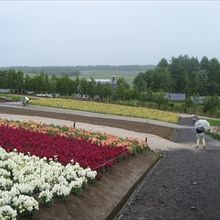 これだけカラフルだと見ていて飽きません