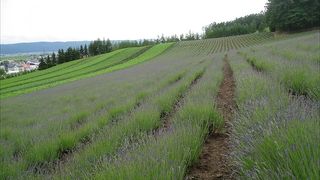 富良野の富田にラベンダーあり