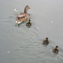 わりと近くまで来てくれます。癒されますね