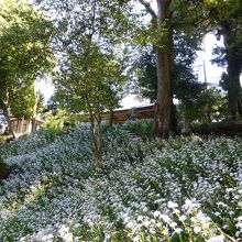 シャガのはなが沢山