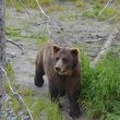 アラスカ野生動物保護センター