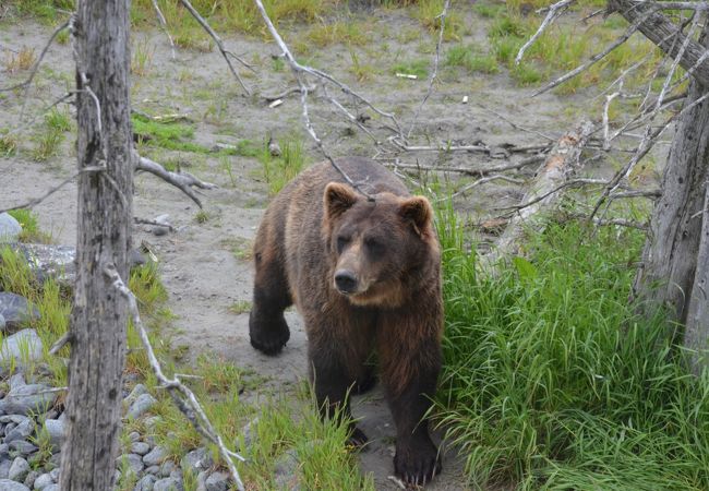 アラスカ野生動物保護センター