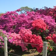 樹齢800年のつつじを見てきました