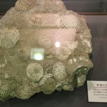 人類の歴史ほどある化石