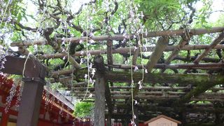 残念ながら見頃が少し過ぎていました