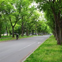 えんえんと続く道は緑が多く北海道らしい