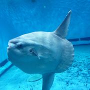 土佐の海の黒潮水族館です