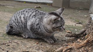 落ち着いた空間に人懐っこい野良猫たち