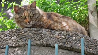 なかなかの猫スポット