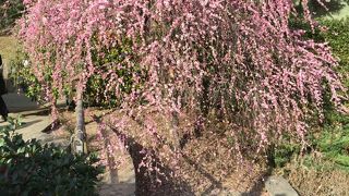 “滝の裏側から覗く景色もまた一興”