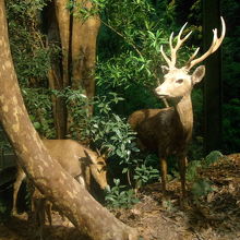 勿論、カエルさん以外の動物も沢山いますよ(笑)