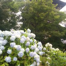 紫陽花と五重塔