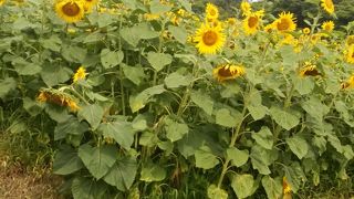 夏はひまわり！