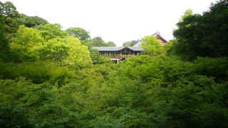 青もみじも見事でした。