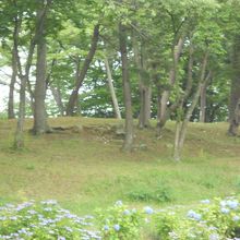 あやめは終わり、あじさいが少し咲いていました。