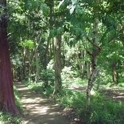 森の中にある公園です