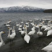 湖畔の砂を掘ると湯が湧きます